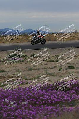 media/Jan-14-2023-SoCal Trackdays (Sat) [[497694156f]]/Turn 14 Exit Bloomig (145pm)/